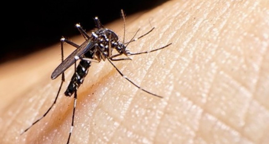  Ramallo en alerta por brote de dengue: 39 casos confirmados