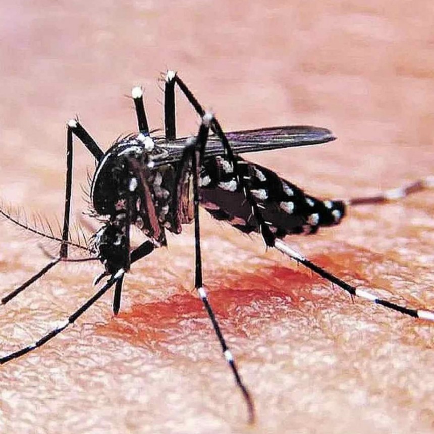 En Ramallo se registran 104 casos sospechosos de dengue en total