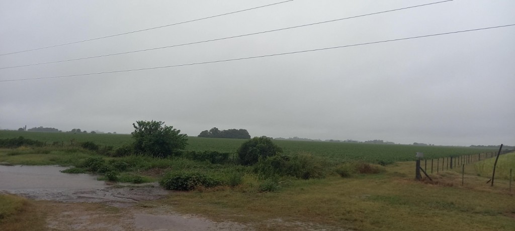 Las lluvias trajeron alivio al campo, pero el maíz temprano sigue bajo presión