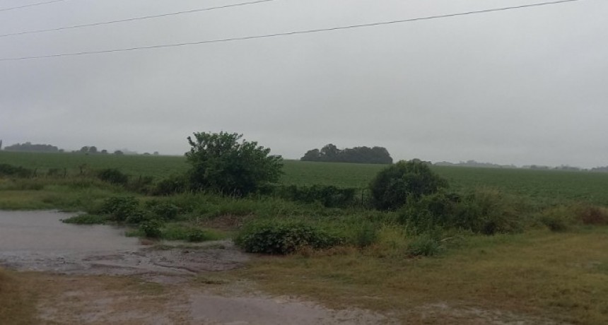 Las lluvias trajeron alivio al campo, pero el maíz temprano sigue bajo presión