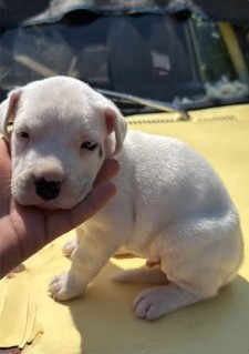 Recuperaron cachorro Dogo argentino robado en Villa Ramallo