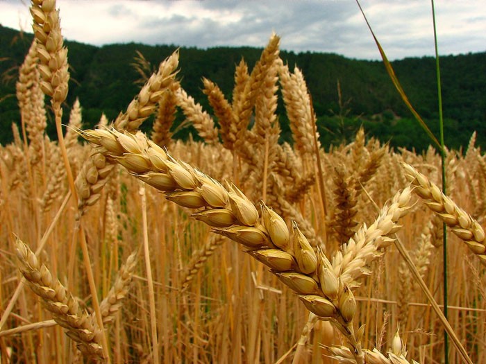 Afirman que se sembraría un 5% menos de trigo con respecto a la campaña 2023/24