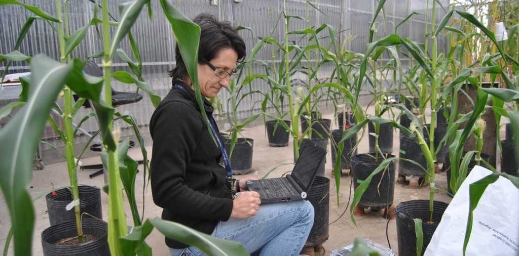 El legado cient&iacute;fico de Mar&iacute;a Elena Otegui en el estudio del ma&iacute;z