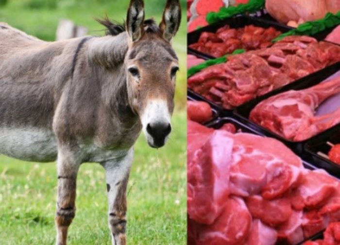 &ldquo;La carne de burro es de muy buena calidad&rdquo;: impulsan el consumo desde la Patagonia