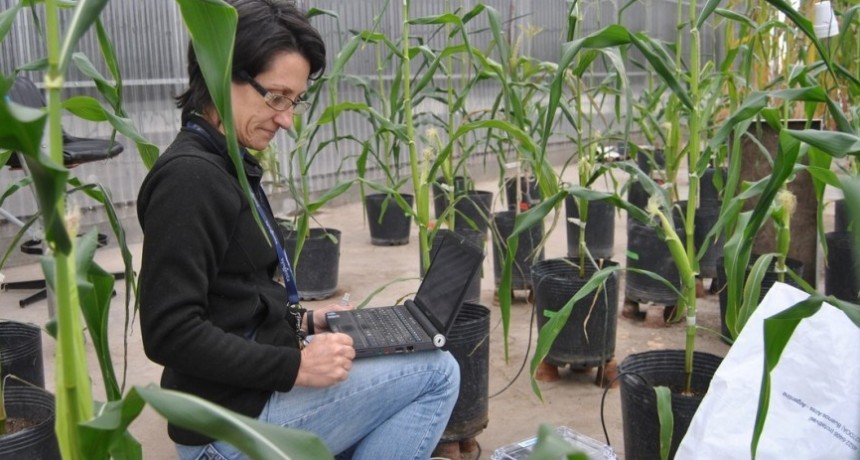 El legado cient&iacute;fico de Mar&iacute;a Elena Otegui en el estudio del ma&iacute;z