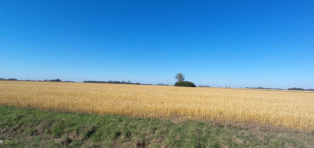  Perspectivas agrícolas: proyectan para la campaña fina 2023/24 un aumento en la producción de trigo y cebada