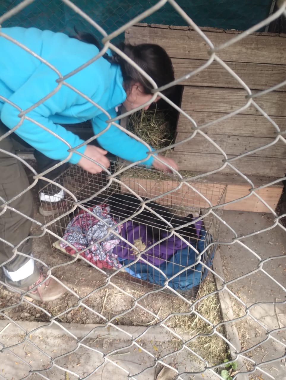 Del camino rural a la libertad: rescataron un gato montés y lo preparan para volver a la naturaleza