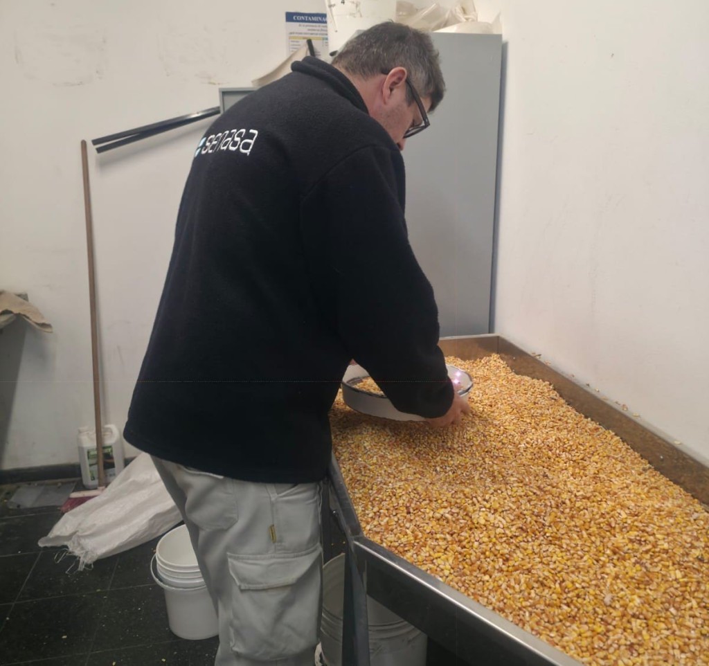 De Ramallo a Vietnam: despacharon 575.000 toneladas de ma&iacute;z