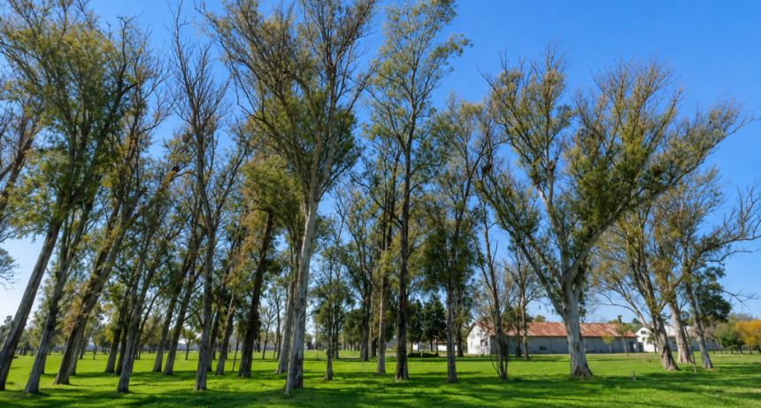 Bajo la sombra de los eucaliptos: la historia verde que acompa&ntilde;a a la estaci&oacute;n de Villa Ramallo