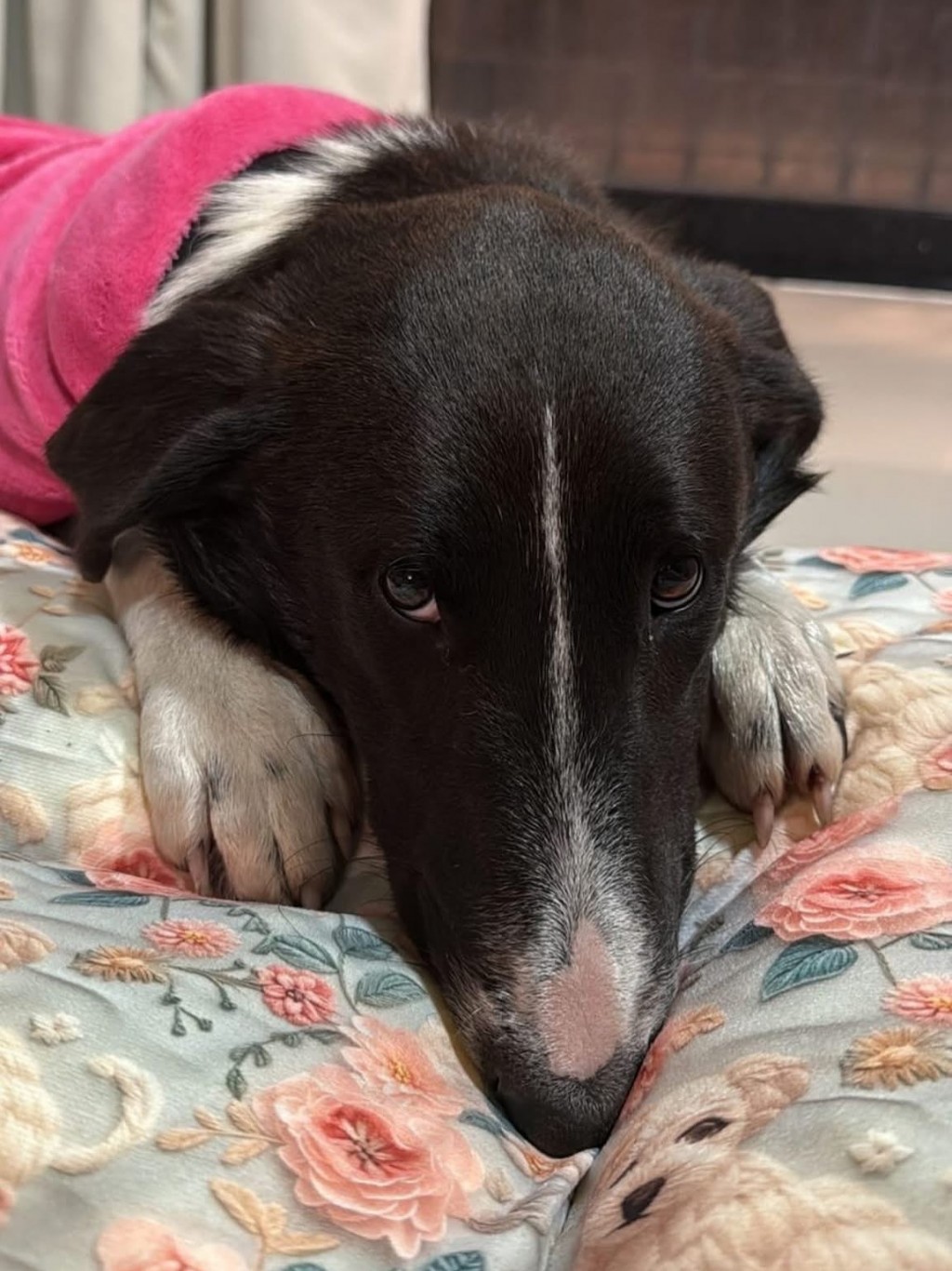 Un final feliz para la perrita del camino de la costa
