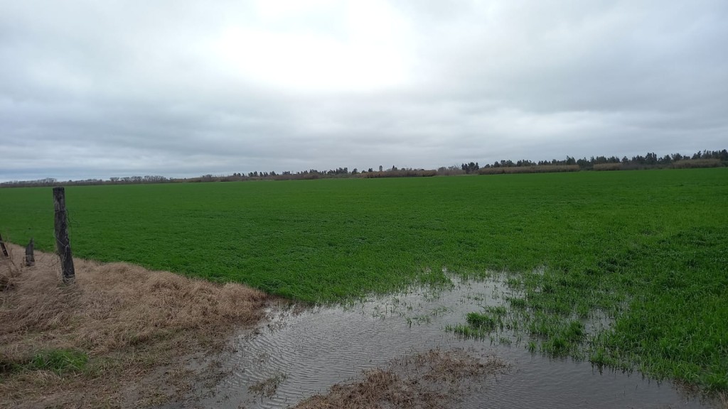 Las lluvias dejaron hasta 70 mil&iacute;metros en la regi&oacute;n y el fr&iacute;o se instal&oacute; sobre los campos