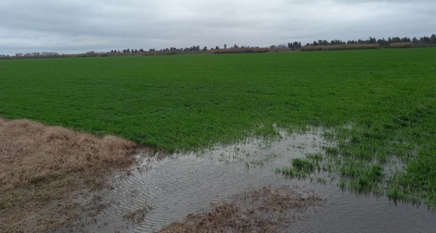 Las lluvias dejaron hasta 70 mil&iacute;metros en la regi&oacute;n y el fr&iacute;o se instal&oacute; sobre los campos