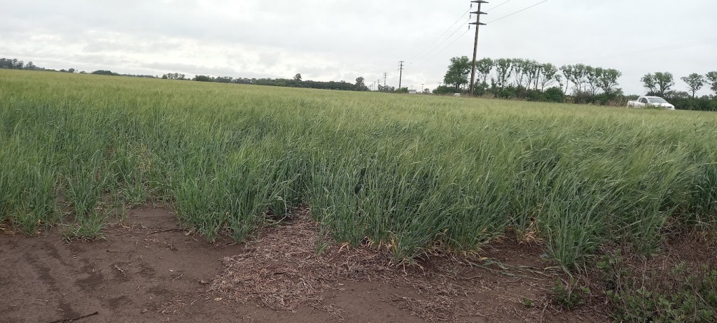 Las lluvias traen alivio al campo