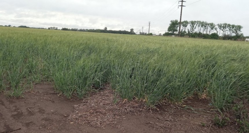 Las lluvias traen alivio al campo