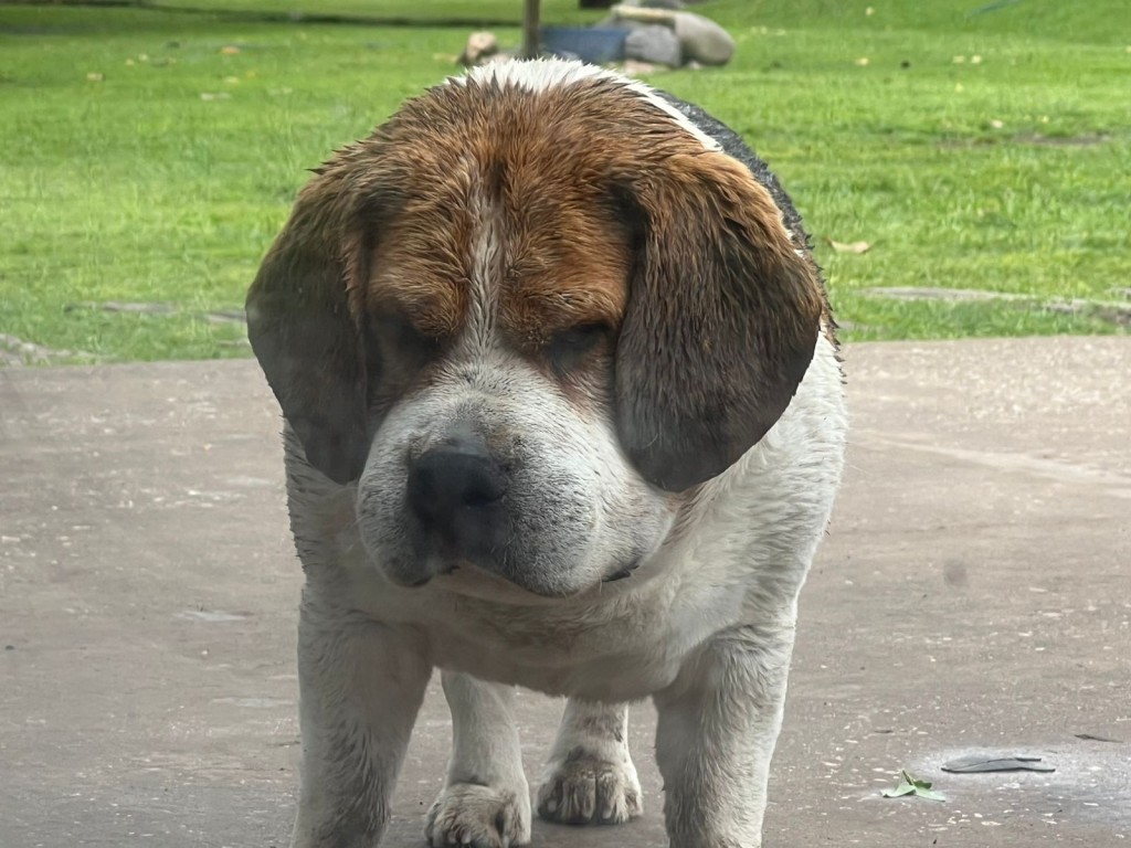 Alerta por mordeduras de yarará: cuatro perros fueron atacados y lograron salvarse