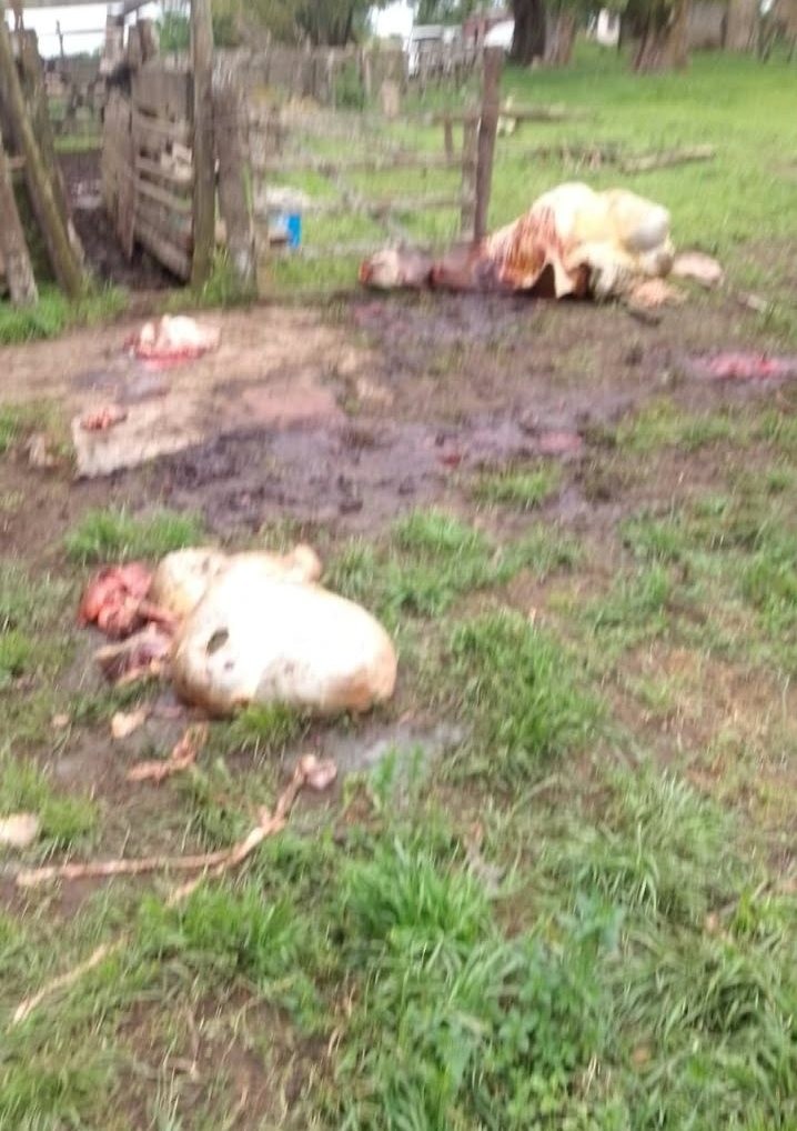 Abigeato en El Para&iacute;so: le faenaron siete terneros y tres vacas pre&ntilde;adas a un productor rural