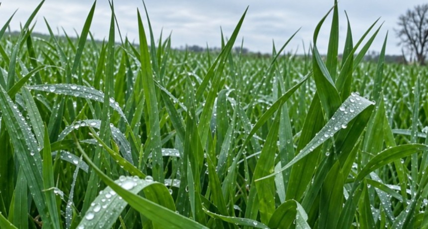 Lluvias en la regi&oacute;n: de 4 a 32 mil&iacute;metros, con buenos acumulados para el trigo y el arranque de la campa&ntilde;a gruesa