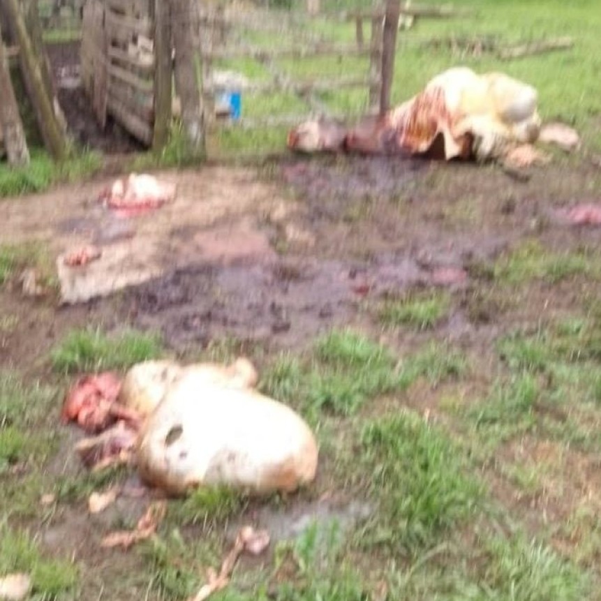Abigeato en El Para&iacute;so: le faenaron siete terneros y tres vacas pre&ntilde;adas a un productor rural