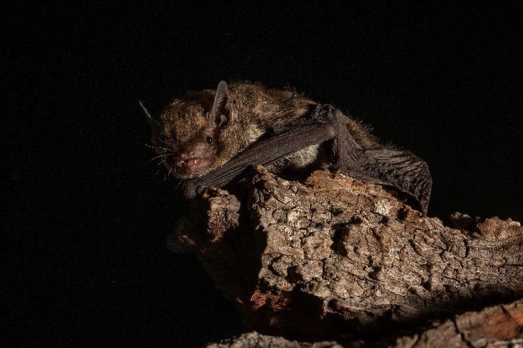 Los humedales de Ramallo, un refugio clave para la conservación de los murciélagos