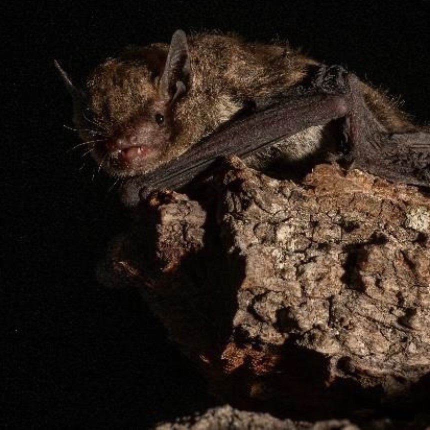 Los humedales de Ramallo, un refugio clave para la conservación de los murciélagos