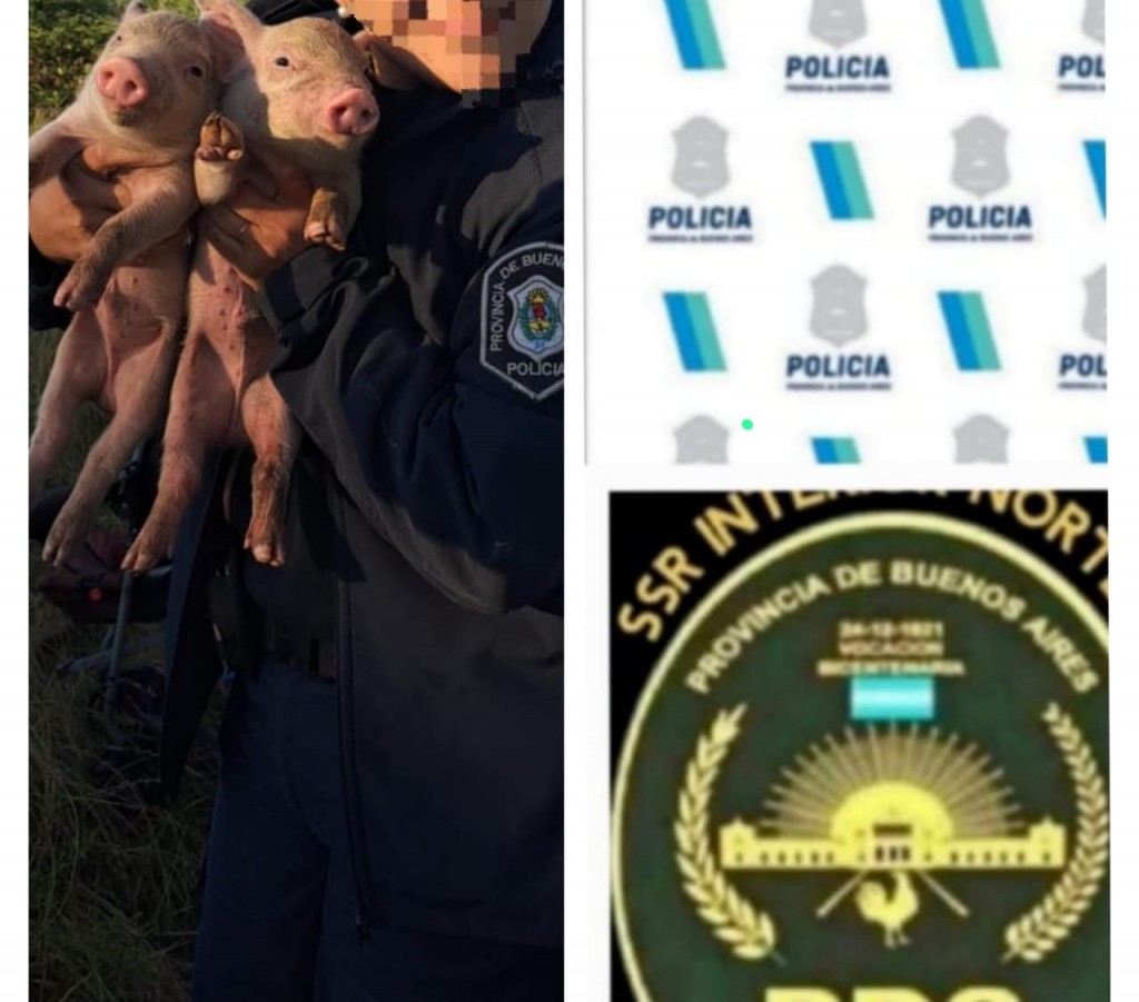 Operativo “lechones al rescate” en Ramallo