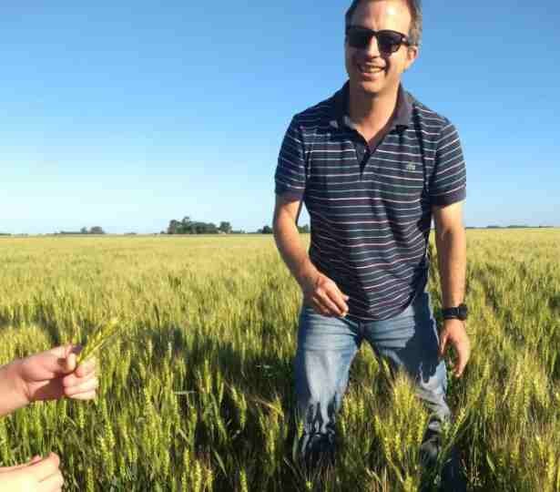 Trigo en alza y legumbres bajo presión: la campaña que marcó el pulso del norte bonaerense